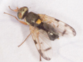 Urophora stylata